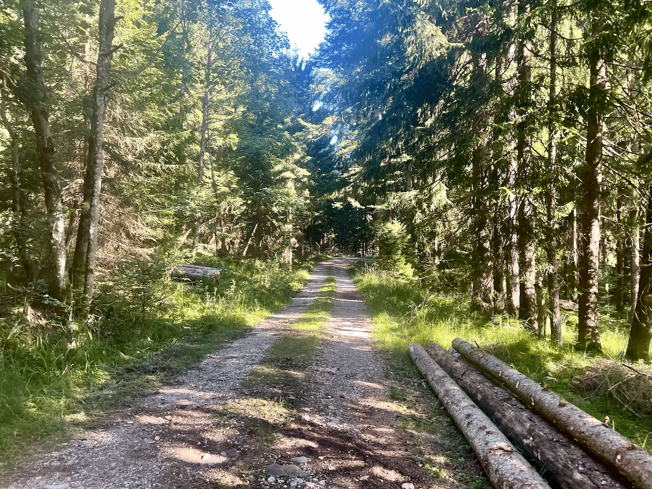 Bild eines Schotterwegs durch einen Wald