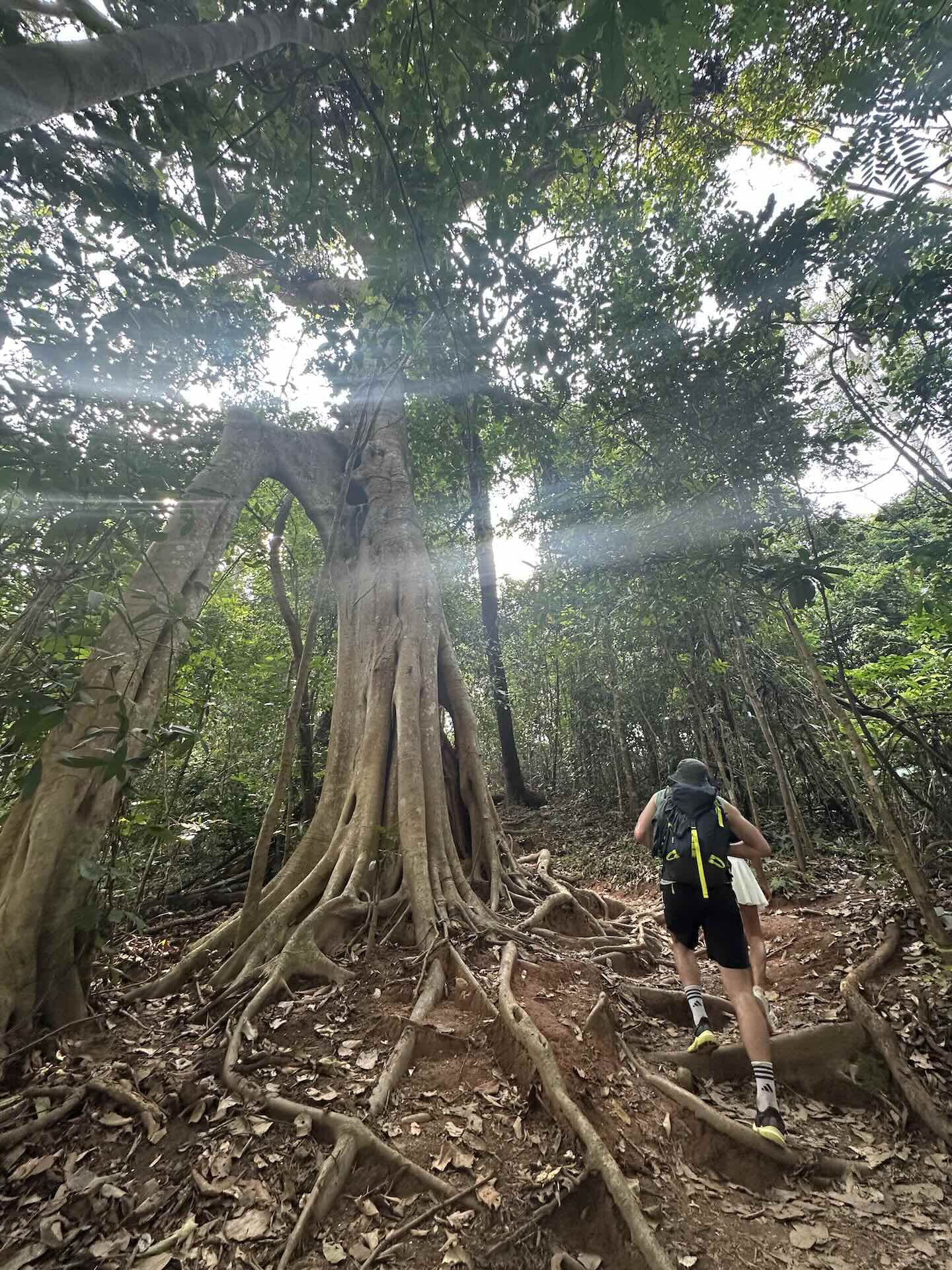 Chiang Mai: Wanderung zum Wat Pha Lat und Wat Phra That Doi Suthep (Monks Trail)