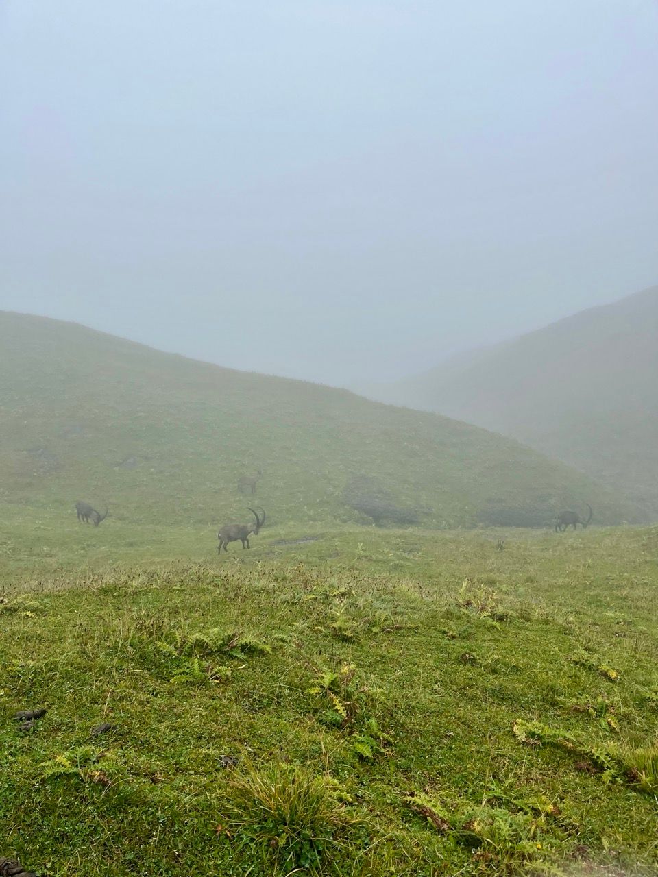 4-Tageswanderung durch die Allgäuer Hochalpen