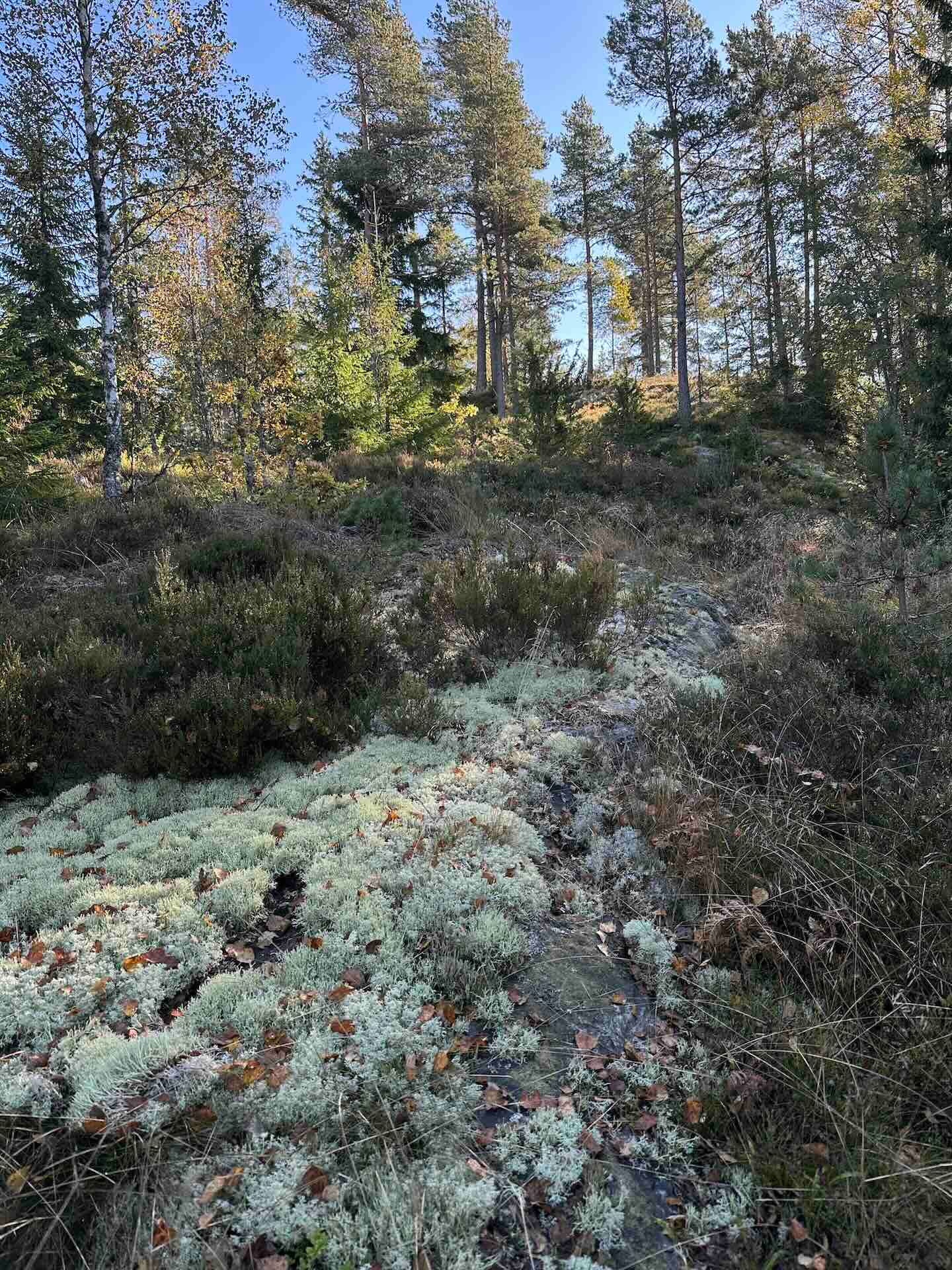 Viertägige Wanderung durch Schweden entlang des Pilgrimsleden Dalsland