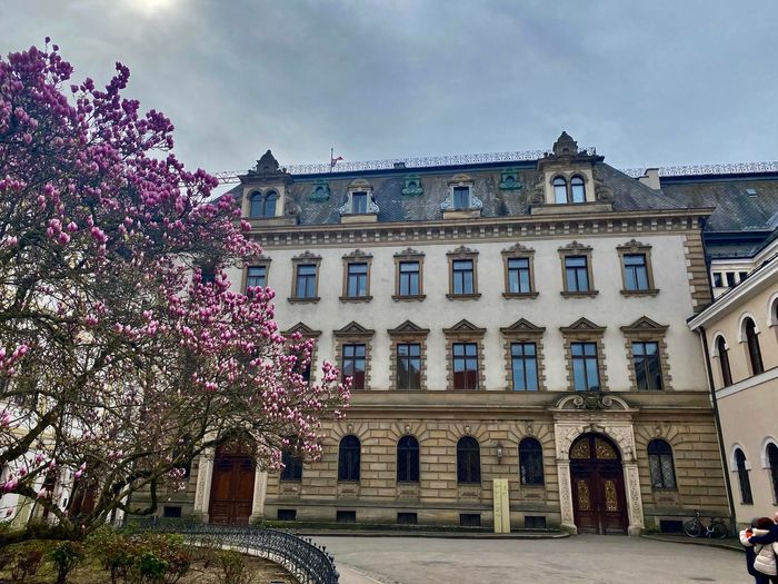 Ein Magnolienbaum im Sonnenschein im Innenhof des Schlosses Thurn&Taxis, Regensburg