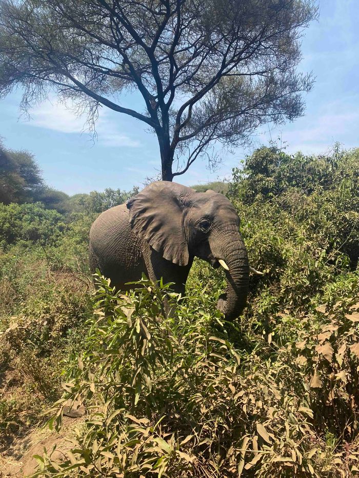Afrika